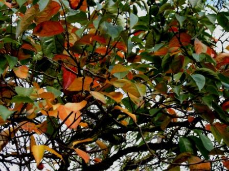 I colori dell''autunno...
